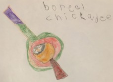 /userimg/RGqML/Boreal Chickadee by Eli Bernard.JPG